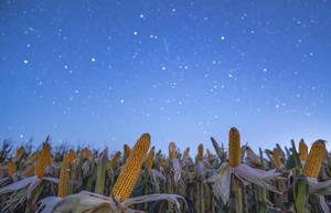 CHINA-HEILONGJIANG-CIELO ESTRELLADO-AGRICULTURA