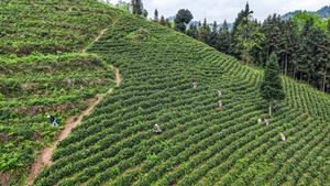 CHINA-GUIZHOU-LIUZHI-TE-COSECHA