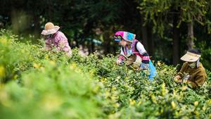 CHINA-GUIZHOU-LIUZHI-TE-COSECHA