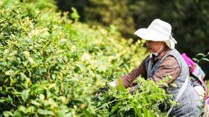 CHINA-GUIZHOU-LIUZHI-TE-COSECHA