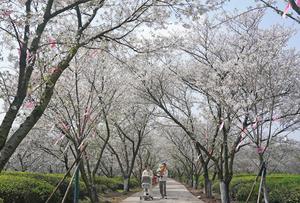 CHINA-JIANGXI-NANCHANG-FLORES DE CEREZO