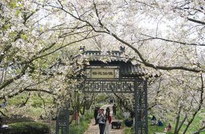 CHINA-JIANGXI-NANCHANG-FLORES DE CEREZO