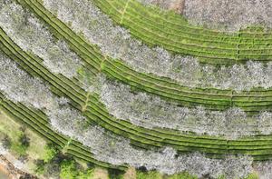 CHINA-JIANGXI-NANCHANG-FLORES DE CEREZO