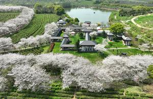 CHINA-JIANGXI-NANCHANG-FLORES DE CEREZO