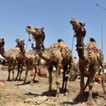 PAKISTAN-LAHORE-EID AL-ADHA-MERCADO