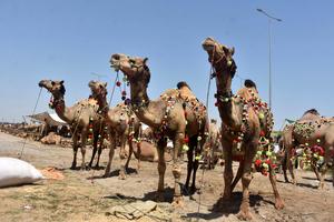 PAKISTAN-LAHORE-EID AL-ADHA-MERCADO