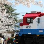 REPUBLICA DE COREA-CHANGWON-FLORES DE CEREZO