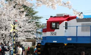 REPUBLICA DE COREA-CHANGWON-FLORES DE CEREZO