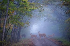CHINA-HEILONGJIANG-CIERVOS SIKA