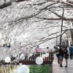 REPUBLICA DE COREA-CHANGWON-FLORES DE CEREZO