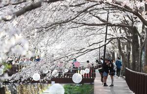 REPUBLICA DE COREA-CHANGWON-FLORES DE CEREZO