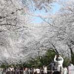 REPUBLICA DE COREA-CHANGWON-FLORES DE CEREZO