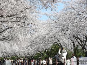 REPUBLICA DE COREA-CHANGWON-FLORES DE CEREZO
