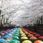 REPUBLICA DE COREA-CHANGWON-FLORES DE CEREZO