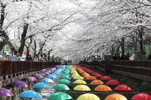 REPUBLICA DE COREA-CHANGWON-FLORES DE CEREZO