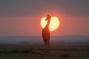 KENIA-DIA MUNDIAL DE LOS ANIMALES-VIDA SILVESTRE
