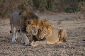 KENIA-DIA MUNDIAL DE LOS ANIMALES-VIDA SILVESTRE