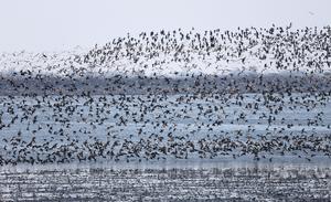 CHINA-LIAONING-DANDONG-AVES MIGRATORIAS
