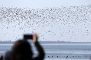 CHINA-LIAONING-DANDONG-AVES MIGRATORIAS
