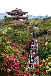 CHINA-GUIZHOU-BIJIE-AZALEA-TURISMO