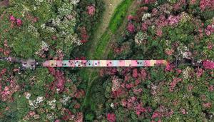 CHINA-GUIZHOU-BIJIE-AZALEA-TURISMO