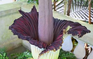 EEUU-WASHINGTON D. C.-FLOR CADAVER-FLORACION