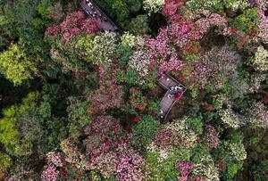 CHINA-GUIZHOU-BIJIE-AZALEA-TURISMO