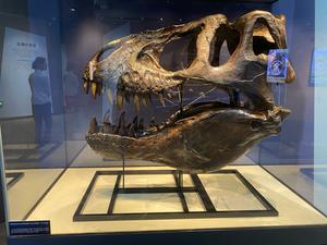 CHINA-BEIJING-REY DE LOS DINOSAURIOS-TYRANNOSAURUS-EXPOSICION
