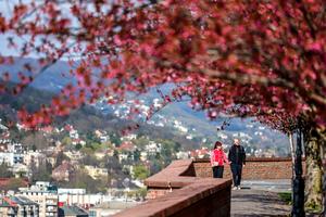 HUNGRIA-BUDAPEST-FLORES DE CEREZO