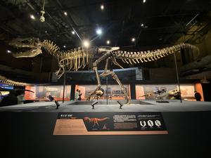 CHINA-BEIJING-REY DE LOS DINOSAURIOS-TYRANNOSAURUS-EXPOSICION