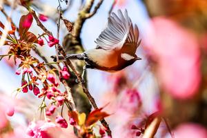 HUNGRIA-BUDAPEST-FLORES DE CEREZO