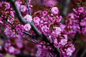 HUNGRIA-BUDAPEST-FLORES DE CEREZO