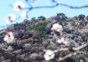 CHINA-BEIJING-GRAN MURALLA-PAISAJE PRIMAVERAL