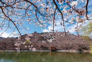 CHINA-BEIJING-GRAN MURALLA-PAISAJE PRIMAVERAL
