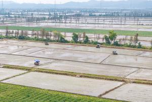 CHINA-GUANGDONG-TAISHAN-AGRICULTURA-TRASPLANTE MECANIZADO