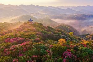 CHINA-GUIZHOU-BIJIE-AZALEA-TURISMO