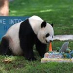 EEUU-WASHINGTON D. C.-PANDA GIGANTE BAO LI-CUMPLEAÑOS