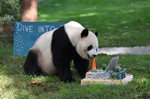 EEUU-WASHINGTON D. C.-PANDA GIGANTE BAO LI-CUMPLEAÑOS