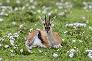 TANZANIA-DIA MUNDIAL DE LOS ANIMALES-VIDA SILVESTRE