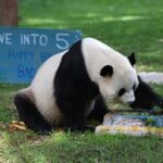 EEUU-WASHINGTON D. C.-PANDA GIGANTE BAO LI-CUMPLEAÑOS