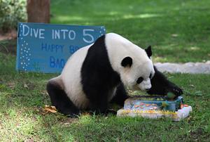 EEUU-WASHINGTON D. C.-PANDA GIGANTE BAO LI-CUMPLEAÑOS