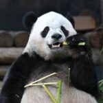 EEUU-WASHINGTON D. C.-PANDA GIGANTE BAO LI-CUMPLEAÑOS