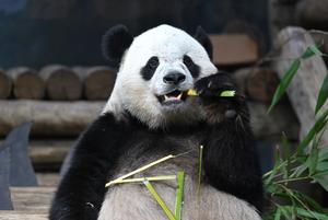 EEUU-WASHINGTON D. C.-PANDA GIGANTE BAO LI-CUMPLEAÑOS