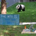 EEUU-WASHINGTON D. C.-PANDA GIGANTE BAO LI-CUMPLEAÑOS