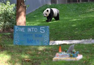 EEUU-WASHINGTON D. C.-PANDA GIGANTE BAO LI-CUMPLEAÑOS