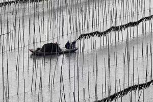CHINA-FUJIAN-XIAPU-CULTIVO Y COSECHA DE ALGAS MARINAS