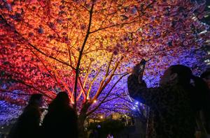 CANADA-VANCOUVER-FLORES DESPUES DEL ANOCHECER