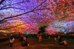 CANADA-VANCOUVER-FLORES DESPUES DEL ANOCHECER