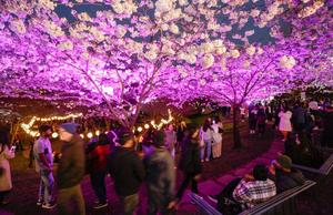 CANADA-VANCOUVER-FLORES DESPUES DEL ANOCHECER