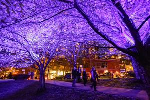 CANADA-VANCOUVER-FLORES DESPUES DEL ANOCHECER